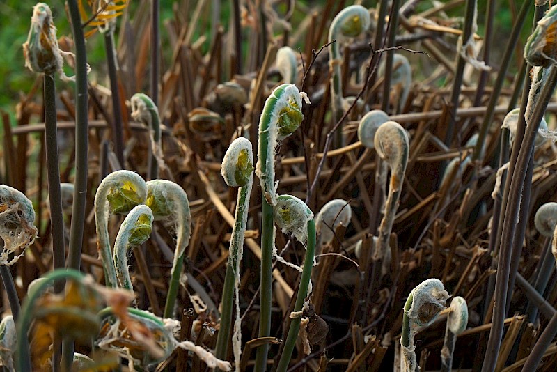 Cell Memory, Thank You Plant, installation