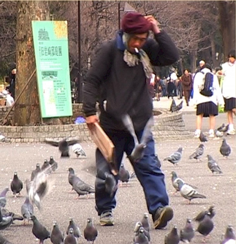 Pigeons
