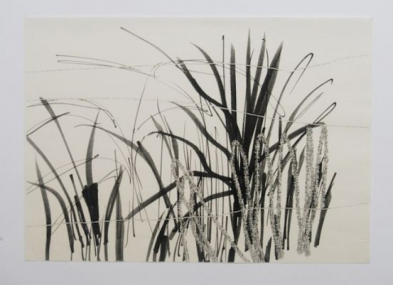 Grass